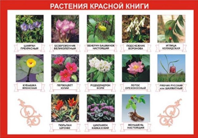 Таблица "Растения красной книги" (70х100см, винил)