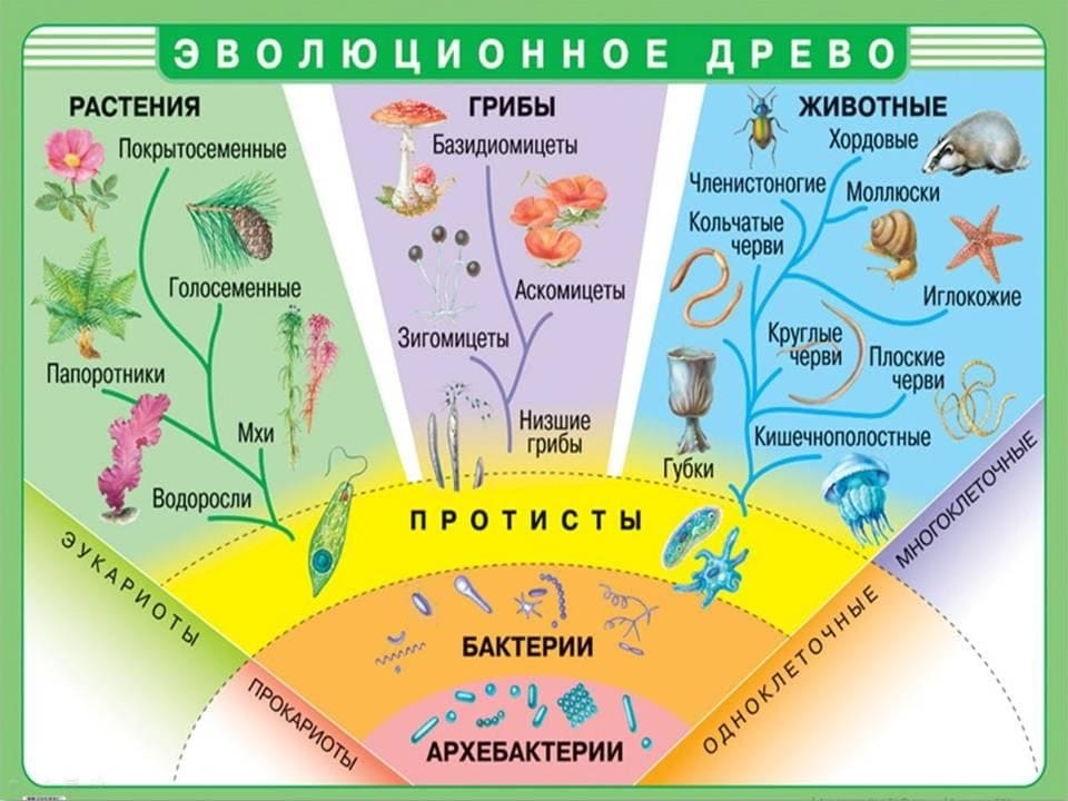 Плакат "Эволюционное древо" (65х93см, лам.)