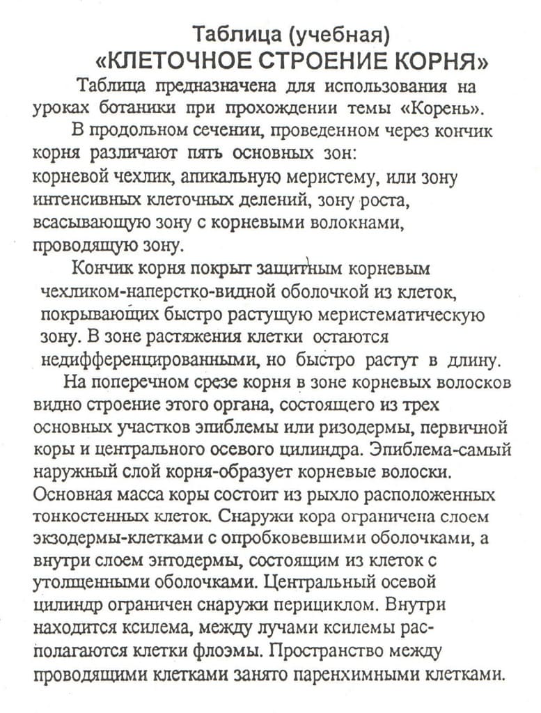 Таблица учебная "Клеточное строение корня" (40х60см, картон)