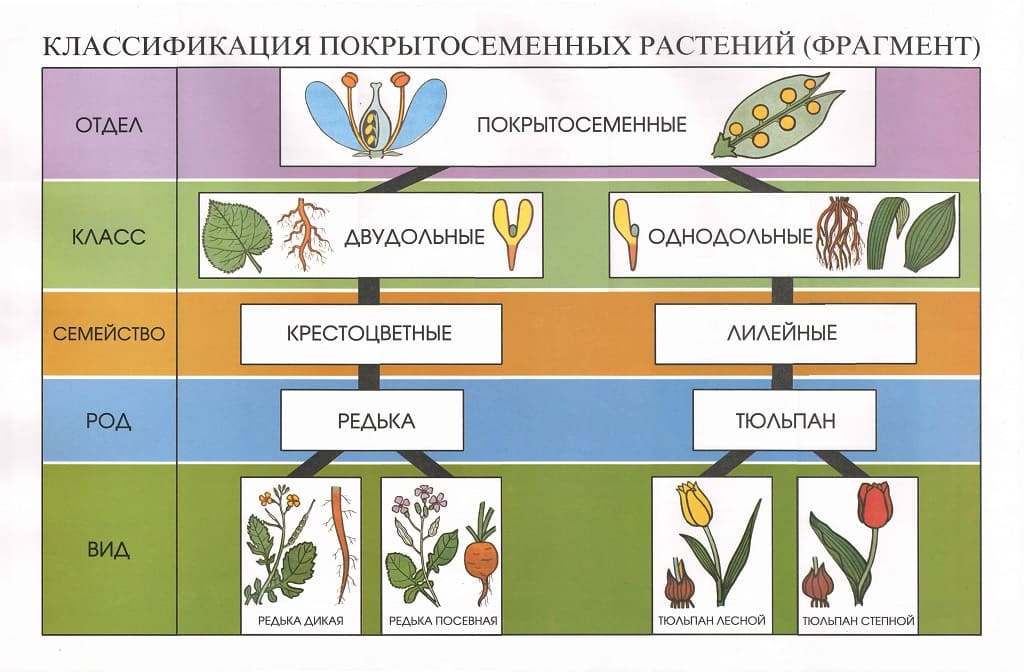 Комплект таблиц по ботанике "Растения" (21 шт., 55х85см, лам.)