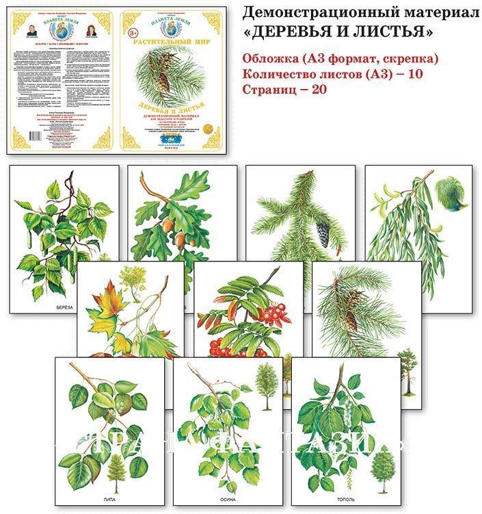Демонстрационный материал "Деревья и листья" 