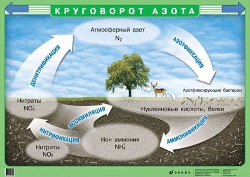 Плакат двухсторонний "Круговорот азота / Жизненные формы животных" (65х93см, лам.)