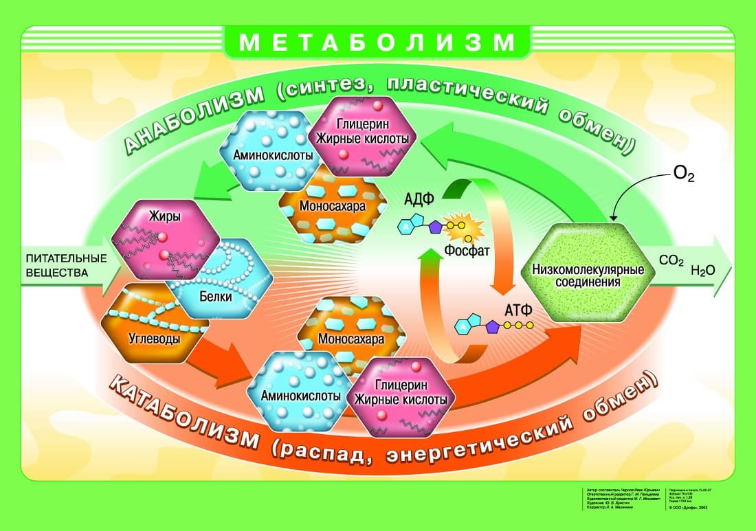 Плакат "Вирусы / Метаболизм" (70х100см, лам.)
