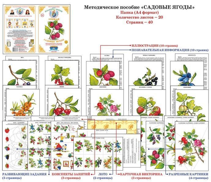 Дидактический материал "Садовые ягоды"