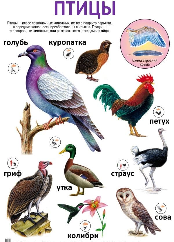 Плакат двухсторонний "Птицы / Дикие животные Африки" (48х68см, лам.)