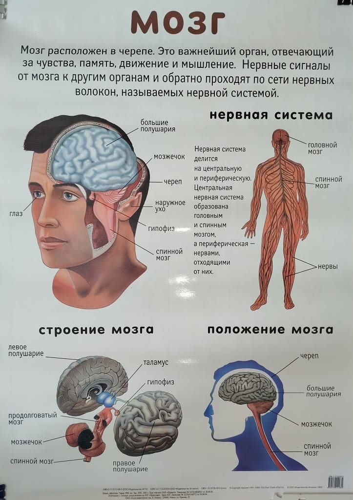 Плакат двухсторонний "Мозг / Скелет" (48х68см, лам.)