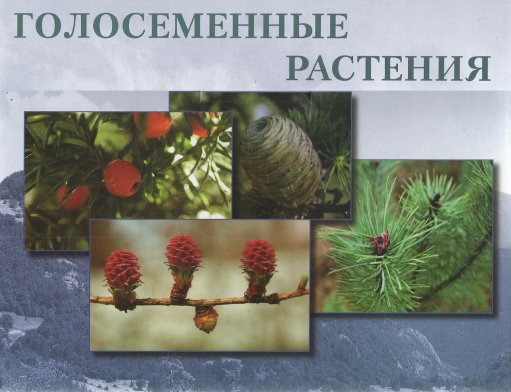 Коллекция "Голосеменные растения"