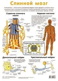 Плакат двухсторонний "Спинной мозг / Пищеварительная система" (48х68см, лам.)