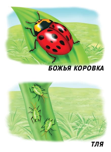Демонстрационный материал "Насекомые"