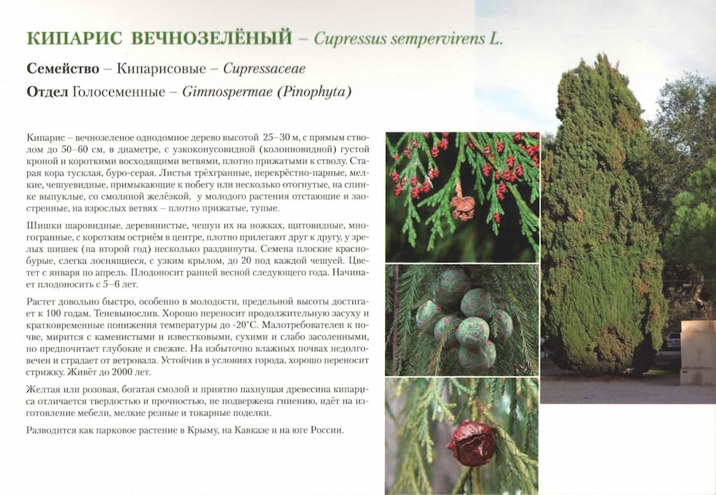 Коллекция "Голосеменные растения"