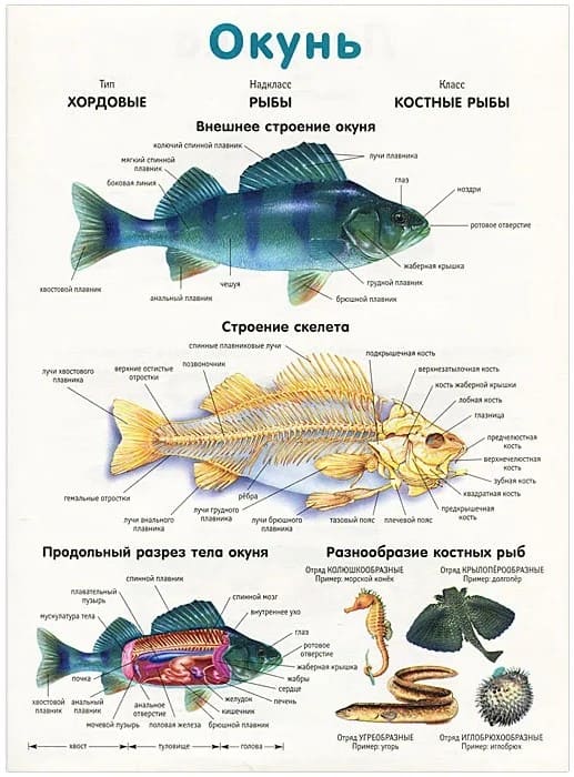 Плакат двухсторонний "Окунь / Лягушка" (48х68см, лам.)