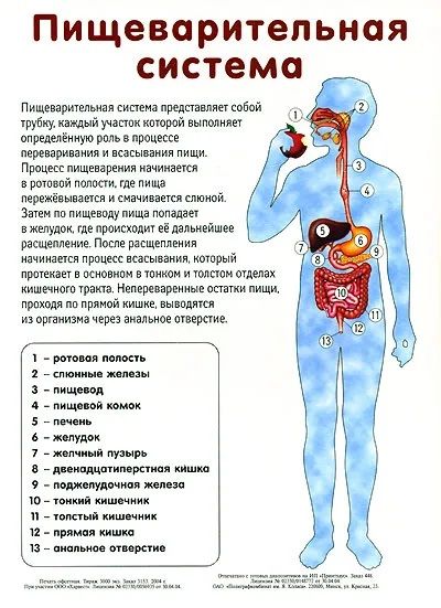 Плакат двухсторонний "Спинной мозг / Пищеварительная система" (48х68см, лам.)