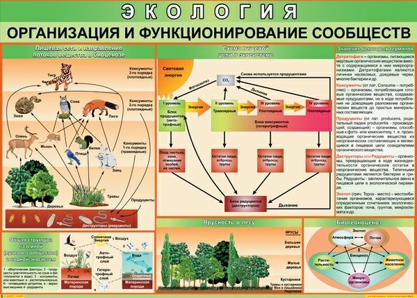 Таблица "Экология: организация и функционирование сообщества" (70х100см, винил)