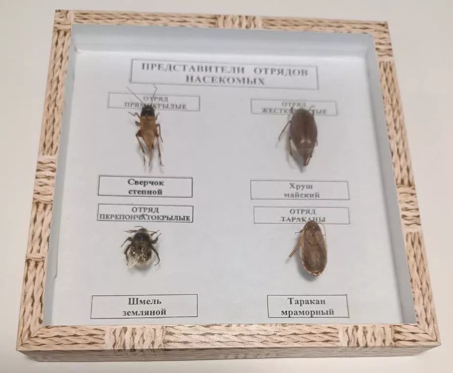 Коллекция "Представители отрядов насекомых"