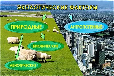 Слайд-альбом "Экология" (100 слайдов + методичка)